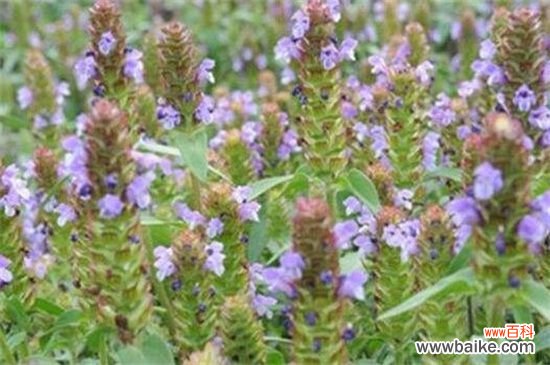 开紫色的小花的草药有哪些？