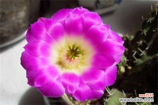 虎头梅怎样养容易开花？虎头梅容易开花的养殖方法