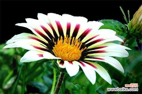 勋章花花期是什么时候？勋章花是在春季的4～6开花