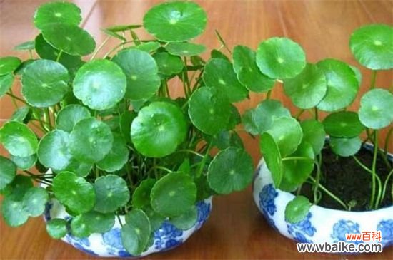 店铺放什么花招财?这五种花适合放在店铺里