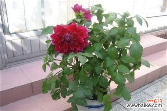 西番莲怎么修剪整形?西番莲的修剪整形方法