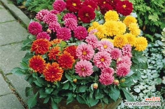 西番莲怎么修剪整形?西番莲的修剪整形方法