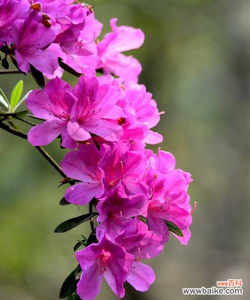 春天具有代表性的花有哪些?如何识别和欣赏它们?