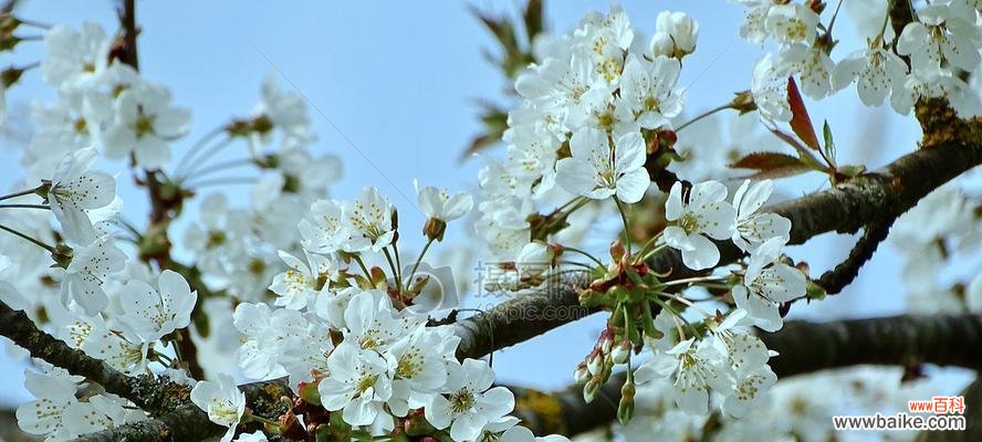 春天具有代表性的花有哪些?如何识别和欣赏它们?