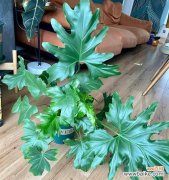 春羽的花语是什么意思？春羽寓意有哪些常见问题？