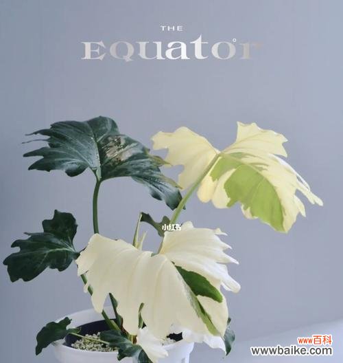 春羽的花语是什么意思？春羽寓意有哪些常见问题？