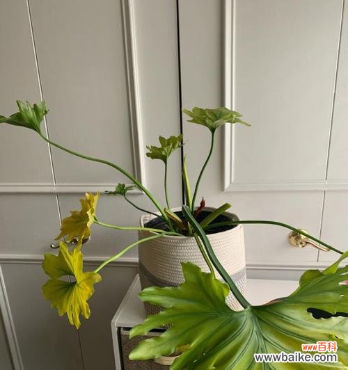 春羽的花语是什么意思？春羽寓意有哪些常见问题？