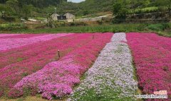 丛生福禄考花语是什么？如何正确解读其含义？