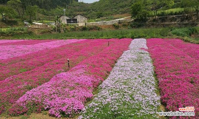 丛生福禄考花语是什么?如何正确解读其含义?