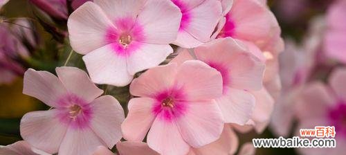 丛生福禄考花语是什么?如何正确解读其含义?