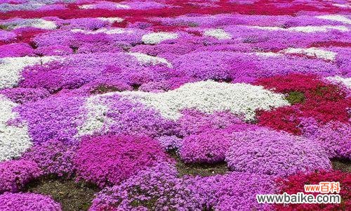 丛生福禄考花语是什么?如何正确解读其含义?