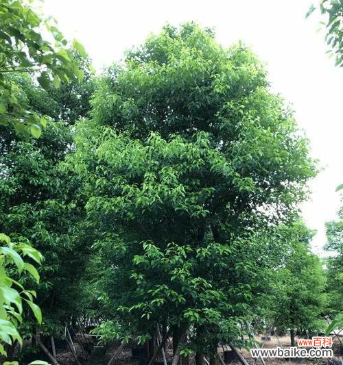 丛生香樟是什么意思?丛生香樟的特点和用途有哪些?