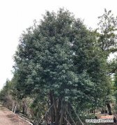 丛生香樟是什么意思？丛生香樟的特点和用途有哪些？