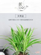 翠竹象征着什么？探讨其在中国文化中的深层含义？