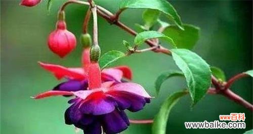 吊钟花的花语是什么?了解其独特含义和象征意义