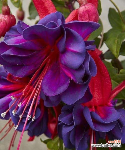 吊钟花的花语是什么?了解其独特含义和象征意义