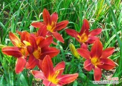 大花萱草的花语有哪些含义？