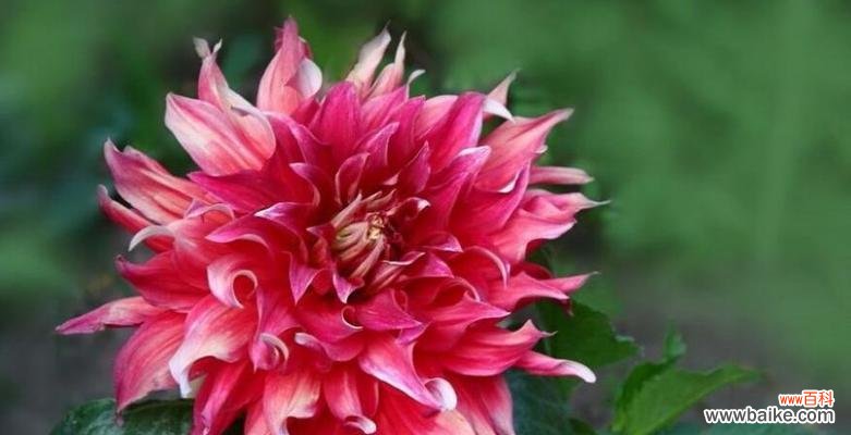 大丽花代表什么?大丽花的花语有哪些含义?