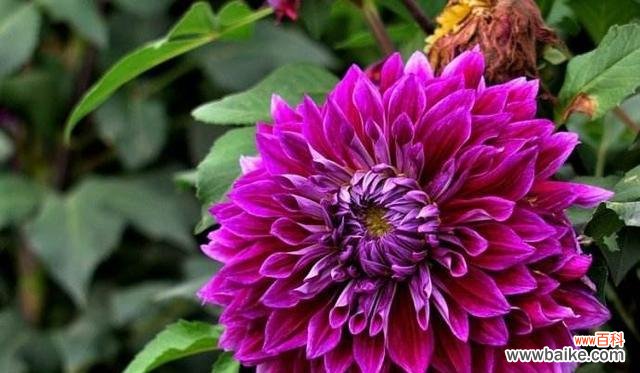 大丽花的花语是什么?如何用大丽花表达情感?