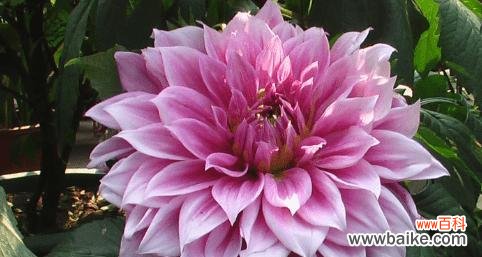 大丽花的花语是什么?如何用大丽花表达情感?