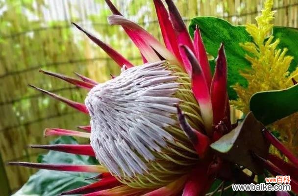 帝王花的花语是什么?了解其独特含义及象征意义?