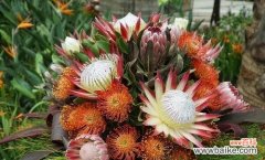 帝王花的花语是什么？了解其独特含义及象征意义？