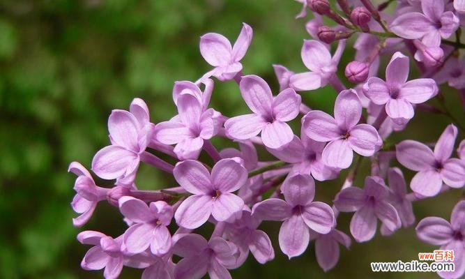 丁香的花语是什么？了解丁香花的象征意义和文化背景？