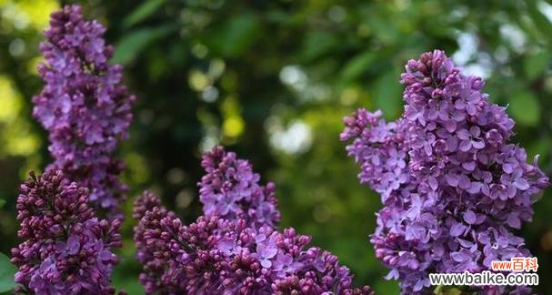 丁香的花语是什么？了解丁香花的象征意义和文化背景？