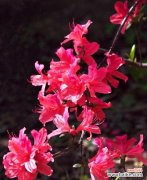 杜鹃花的花语是什么？如何正确解读杜鹃花的含义？