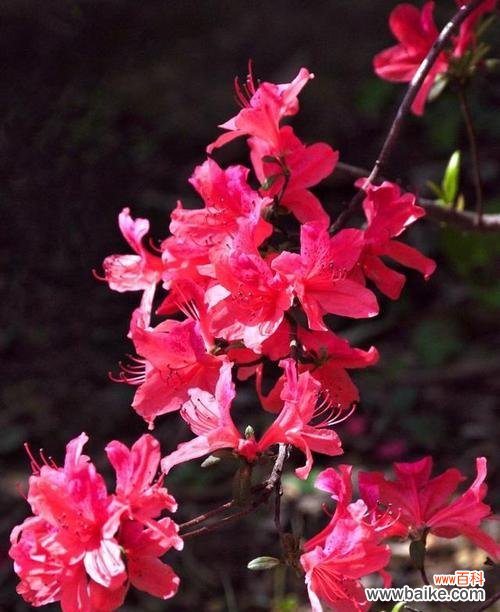 杜鹃花的花语是什么?如何正确解读杜鹃花的含义?