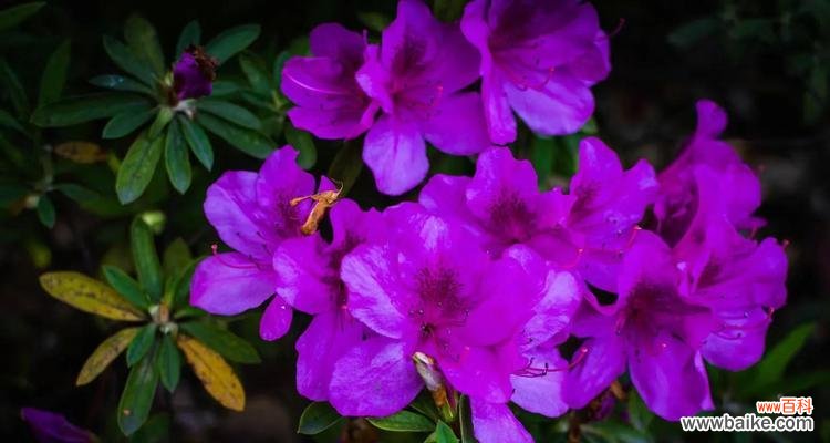 杜鹃花的花语是什么?如何正确解读杜鹃花的含义?