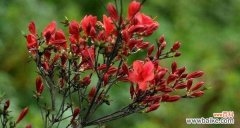 杜鹃花的花语和寓意是什么？如何正确解读杜鹃花的象征意义？