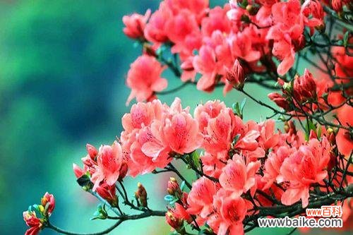 杜鹃花象征着什么?了解杜鹃花的深层含义和文化背景?