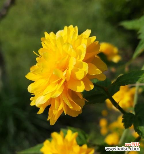 重瓣棣棠花的花语解析与赏析 重瓣棣棠花——美丽的花语之谜