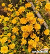 重瓣棣棠花的花语解析与赏析 重瓣棣棠花——美丽的花语之谜