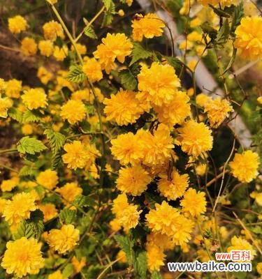 重瓣棣棠花的花语解析与赏析 重瓣棣棠花——美丽的花语之谜