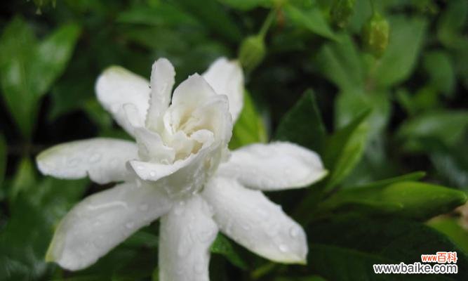 花开金色,馨香四溢 栀子花神话故事与花语
