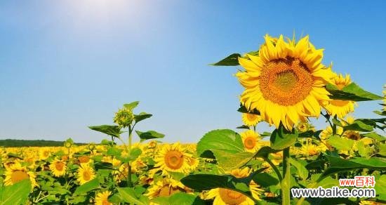 探究向日葵花的寓意及象征 向日葵花的象征意义