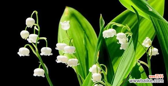 探寻蓝铃花的浪漫情怀 深情告白——蓝铃花的花语