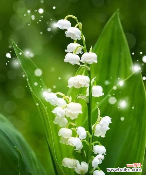 探寻蓝铃花的浪漫情怀 深情告白——蓝铃花的花语