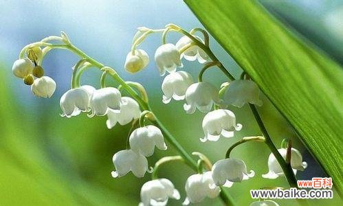 探寻蓝铃花的浪漫情怀 深情告白——蓝铃花的花语