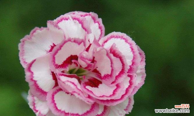 探究黄色康乃馨的花语背后所代表的意义 黄色康乃馨的花语及意义