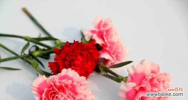 探究黄色康乃馨的花语背后所代表的意义 黄色康乃馨的花语及意义