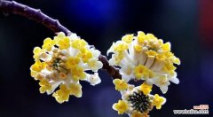 探究结香花的意义与象征 结香花的花语