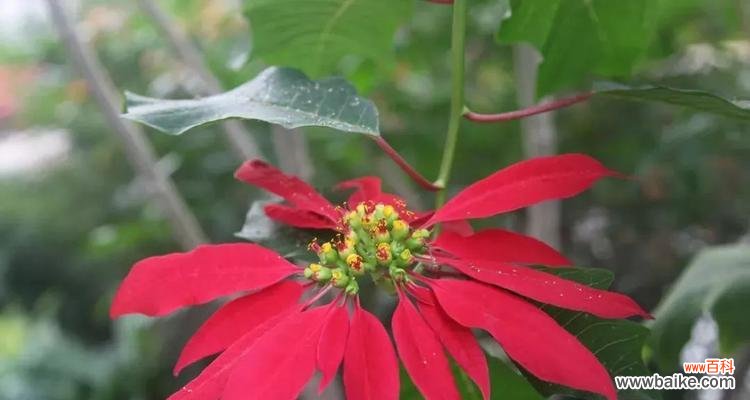 探究圣诞花卉象征意义,让你更懂圣诞节 解读圣诞花花语