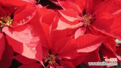 探究圣诞花卉象征意义，让你更懂圣诞节 解读圣诞花花语