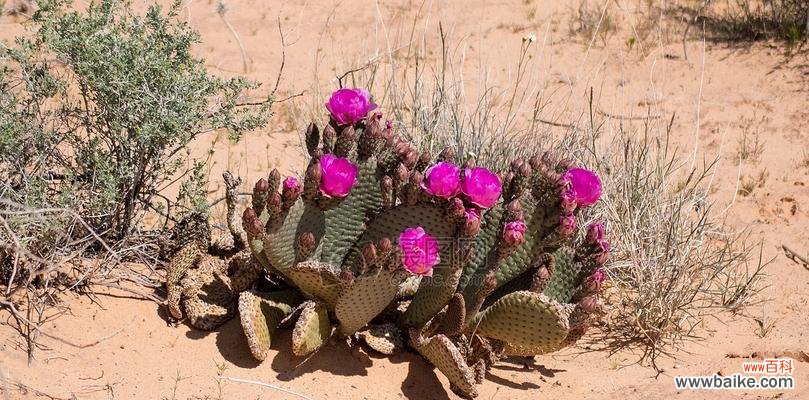 神奇多彩的沙漠之花 仙人掌的花语与寓意