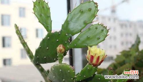 神奇多彩的沙漠之花 仙人掌的花语与寓意