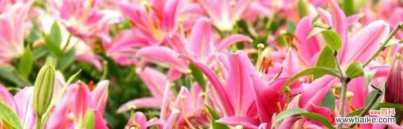 美丽的爱情与祝福 百合的花语与寓意