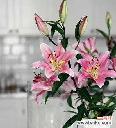 美丽的爱情与祝福 百合的花语与寓意